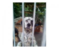 Setterer inglese bianco e nero.completo.