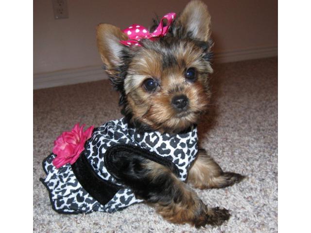 Regalo Micro Toy Yorkie Cuccioli disponibili