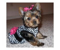 Regalo Micro Toy Yorkie Cuccioli disponibili