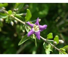 PIANTINE DI BACCHE DI GOJI