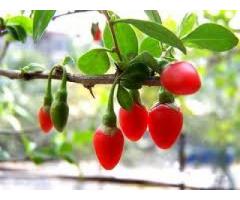 PIANTINE DI BACCHE DI GOJI