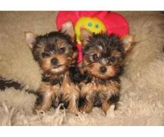 Regalo dolcissimi cuccioli yorkshire terrier toy