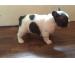 Regalo splendidi bulldog francese Cuccioli
