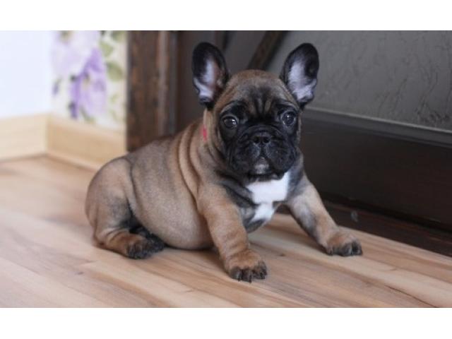Regalo splendidi bulldog francese Cuccioli