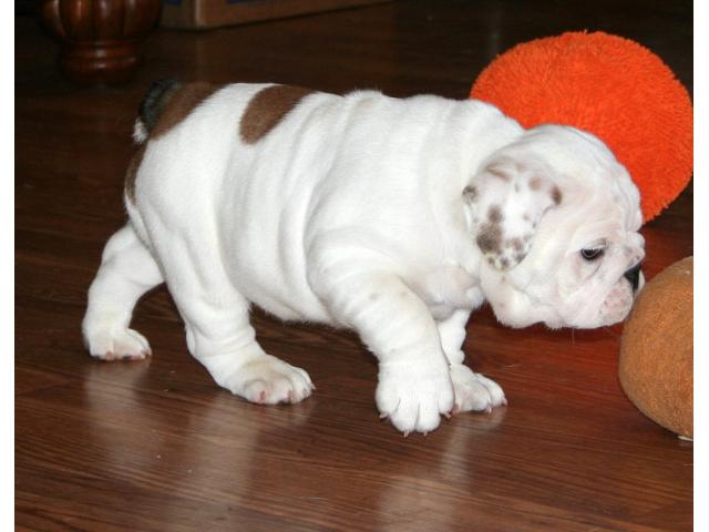 REGALO di bulldog inglese cucciolo