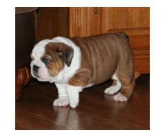 REGALO di bulldog inglese cucciolo