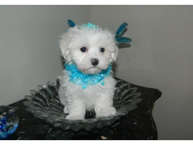 REGALO maschio toy Maltese Cucciolo