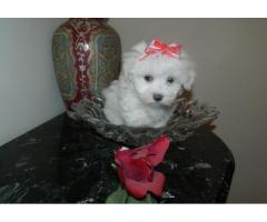 REGALO maschio toy Maltese Cucciolo