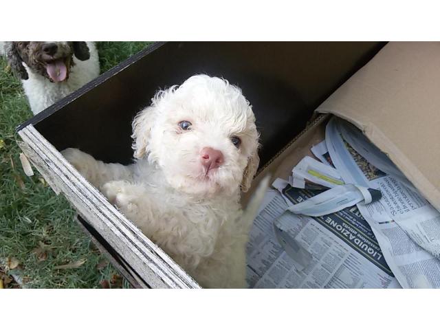 CUCCIOLI DI LAGOTTO ROMAGNOLO