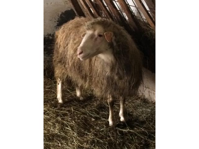 Ariete miglioratore di razza sarda