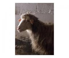 Ariete miglioratore di razza sarda