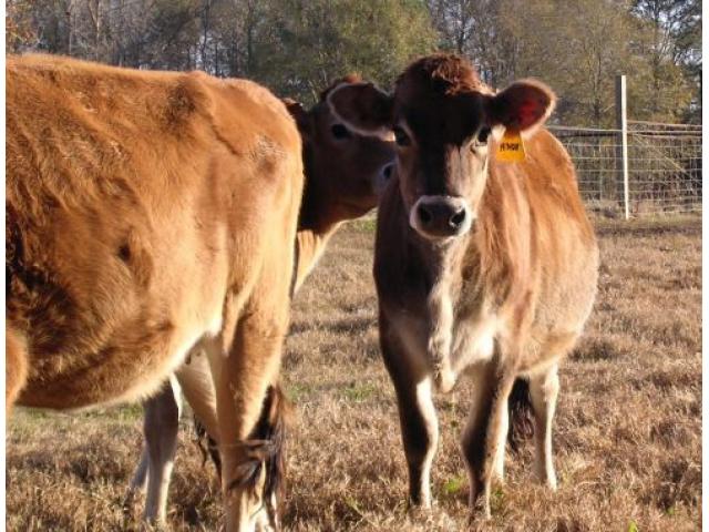 600 - mucca Angus Bred