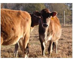 600 - mucca Angus Bred