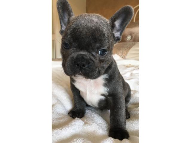 Bouledogue Francese Cuccioli Disponibili