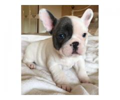 Bouledogue Francese Cuccioli Disponibili