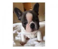 Bouledogue Francese Cuccioli Disponibili