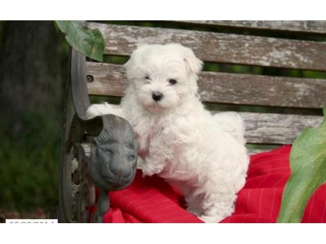 bellissimi Maltese cuccioli
