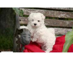 bellissimi Maltese cuccioli