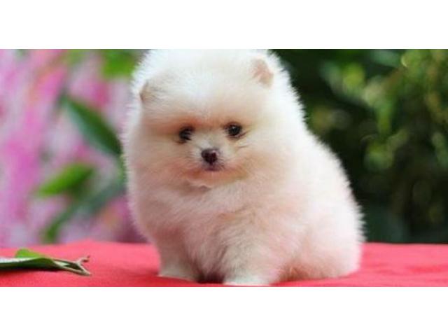 Pomerania da privato stupendi cuccioli di razza purissima