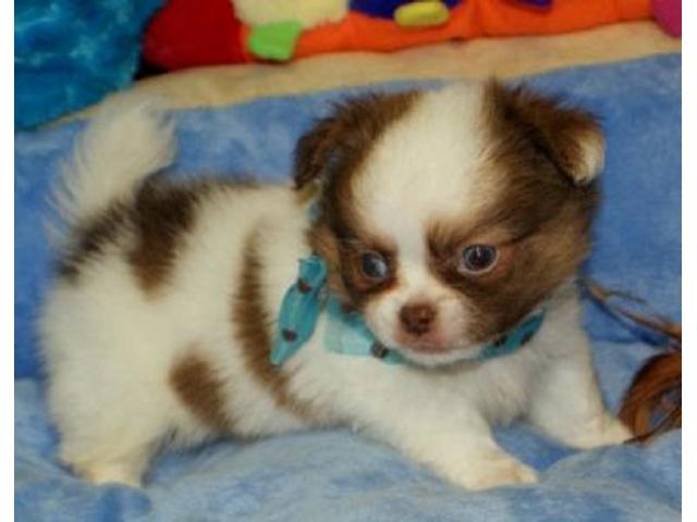 Chihuahua cucciolo con VDH / FCI carte!
