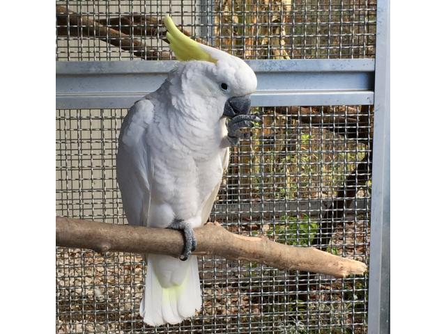 Cacatua triton addestrato al volo libero