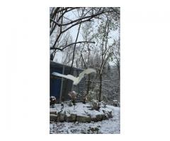 Cacatua triton addestrato al volo libero