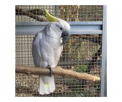 Cacatua triton addestrato al volo libero