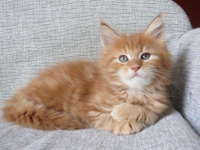 REGALO STUPENDI GATTINI MAIN COON DISPONIBILE