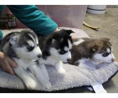 Adorable cuccioli di Siberian husky