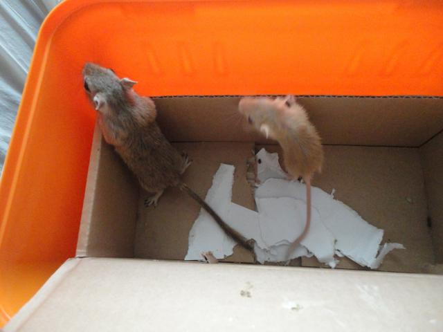 REGALO CUCCIOLI DI GERBILLO