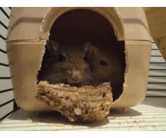 REGALO CUCCIOLI DI GERBILLO