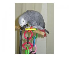 Pappagallo africano grigio