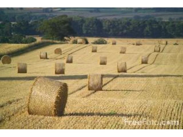 Vendo a ROMA BALLETTE e BALLONI di PAGLIA di GRANO DURO