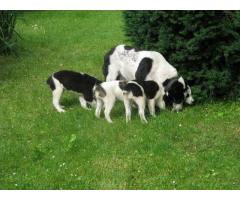 Cuccioli pastore dell'Asia Centrale