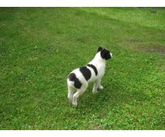 Cuccioli pastore dell'Asia Centrale