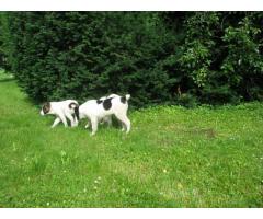 Cuccioli pastore dell'Asia Centrale