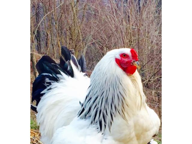 Uova feconde Brahma giganti