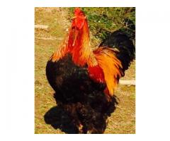 Uova feconde Brahma giganti