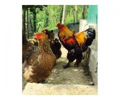 Uova feconde Brahma giganti