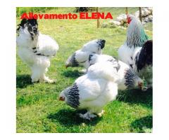 Uova feconde Brahma giganti